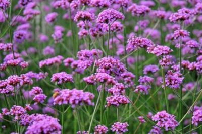 柳葉馬鞭草 觀賞、藥用與文化價值兼具的神奇植物