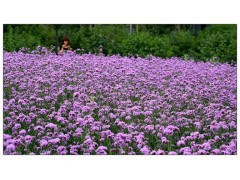 柳葉馬鞭草 國慶菊批發與芝櫻種植基地推薦——佳越花卉值得信賴