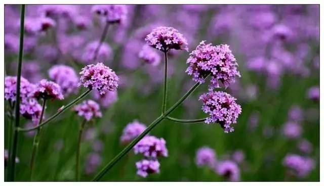 5000平方米柳葉馬鞭草傲然盛開 世紀公園喜現紫色花海