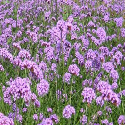 柳葉馬鞭草 觀賞草花中的優雅選擇