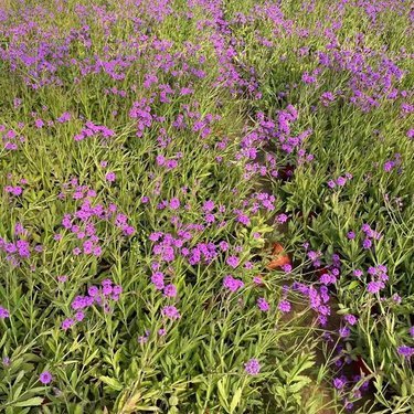 柳葉馬鞭草價格解析 品種、用途與市場行情