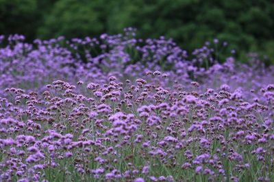 柳葉馬鞭草在北方的一年生栽培特性
