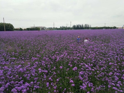 柳葉馬鞭草種子的種植指南