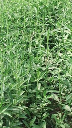 柳葉馬鞭草 自然中的優雅魅力