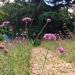 漫游上海植物園 邂逅優(yōu)雅柳葉馬鞭草