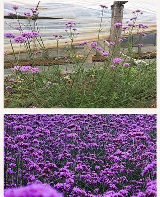 馬鞭草 花海景觀綠化的優(yōu)雅之選