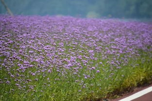 杭州網(wǎng)紅花海之柳葉馬鞭草 紫色浪漫的夢(mèng)幻仙境