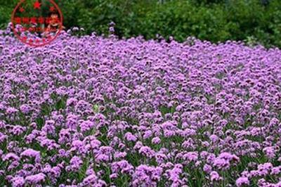 柳葉馬鞭草 園林景觀中的紫色花海使者