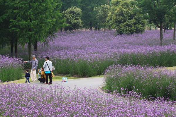 松江紫色花海 7000平方米柳葉馬鞭草唯美綻放