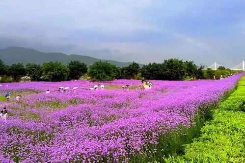 倉山，給世界一點顏色瞧瞧 柳葉馬鞭草的紫色浪漫