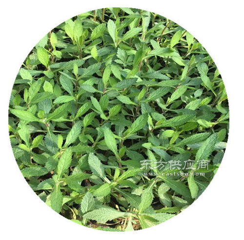 湖南柳葉馬鞭草苗商圖片 種植與選購指南