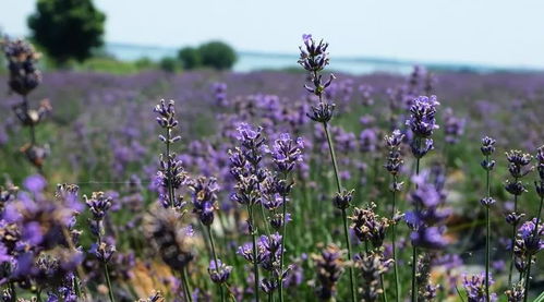 美翻了！成都周邊看花賞葉地圖出爐，柳葉馬鞭草正當時